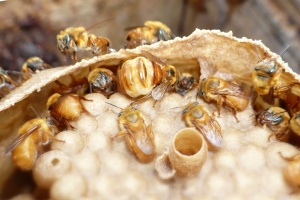Bezžihadlové včely