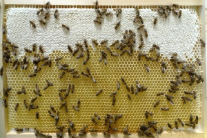 Plástový med