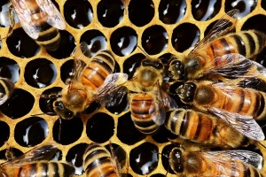 Buckfastská včela (A. m. buckfast)