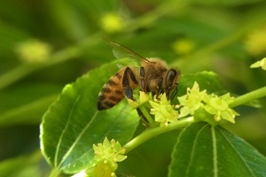 Cicimkový med