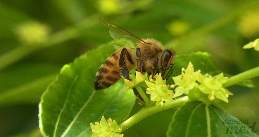 včela na květu cicimku čínského (Ziziphus jujuba)