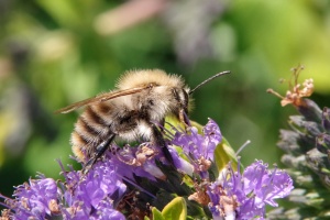 Čmelák lesní (Bombus sylvarum)