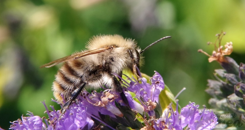 Čmelák lesní (Bombus sylvarum)