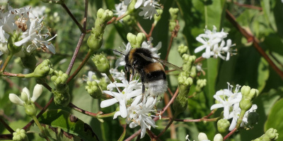 Čmelák zemní (Bombus terrestris)