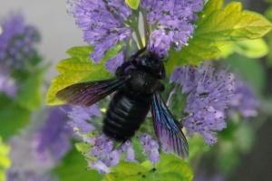 Drvodělka fialová (Xylocopa violacea)