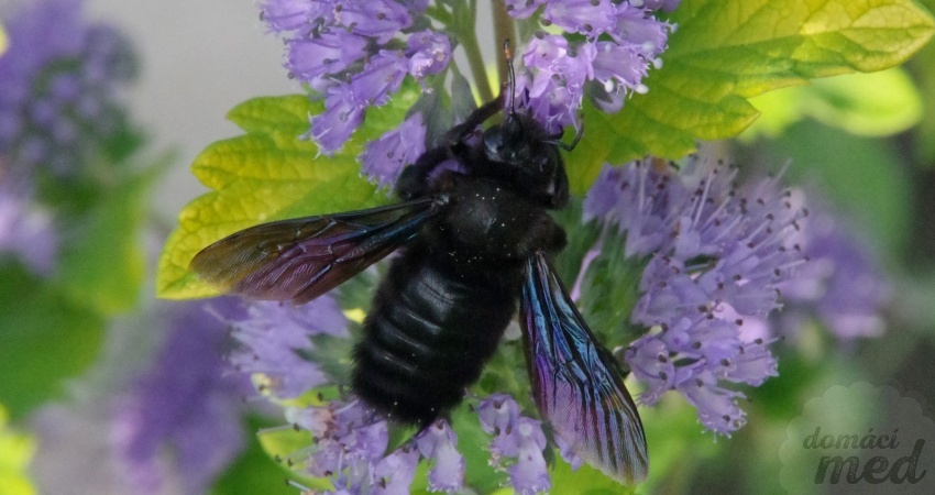 Drvodělka fialová (Xylocopa violacea)