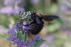 Drvodělka fialová (Xylocopa violacea)