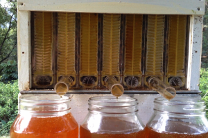 Vytékající med z úlu Flow Hive