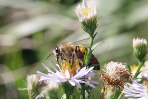 Astřička novobelgická (Symphyotrichum novi-belgii)