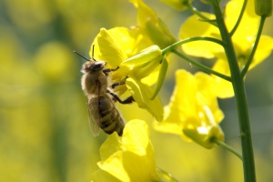 Brukev řepka olejka (Brassica napus subsp. napus)