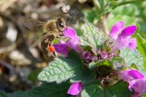 Hluchavka nachová (Lamium purpureum)