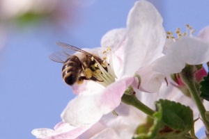 Jabloň domácí (Malus domestica)