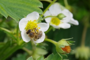 Jahodník obecný (Fragaria vesca)