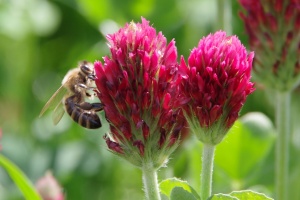 Jetel inkarnát (Trifolium incarnatum)