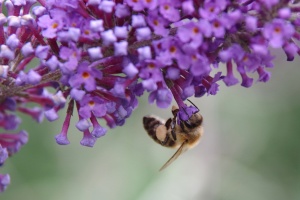 Komule Davidova (Buddleja davidii)