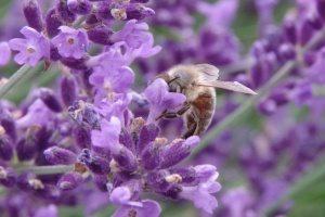 Levandule lékařská (Lavandula angustifolia)