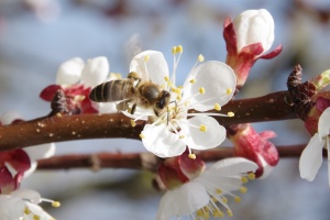 Meruňka obecná (Prunus armeniaca)