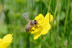 Mochna plazivá (Potentilla reptans)