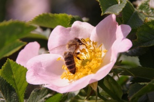 Růže šípková (Rosa canina)