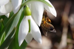 Sněženka podsněžník (Galanthus nivalis)