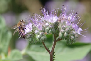 Svazenka vratičolistá (Phacelia tanacetifolia)