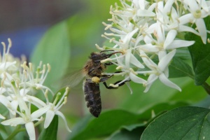 Svída krvavá (Cornus sanguinea)