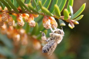 Tis červený (Taxus baccata)