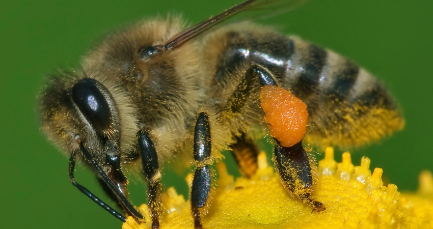 Dělnice včely medonosné (Apis mellifera) sbírá nektar na květu, na zadních nožkách rozsahy s pylem