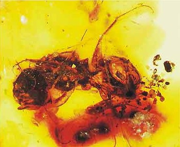 Fosilie nejstarší známé včely Melittosphex burmensis v křídovém jantaru