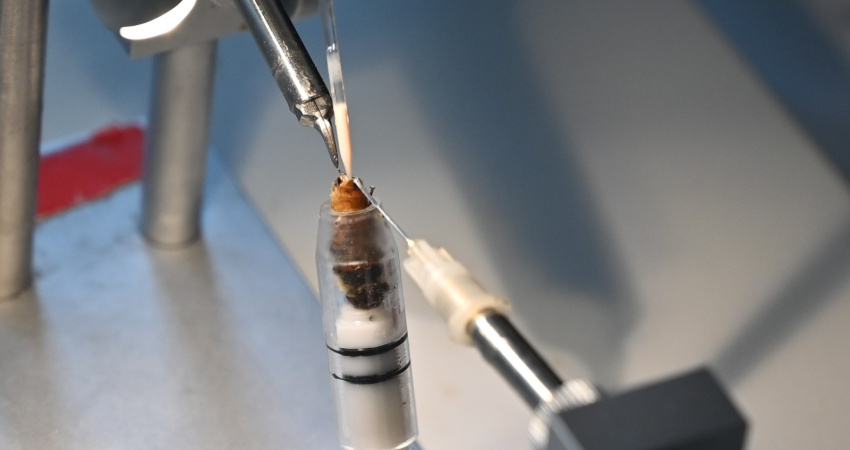 Instrumentální inseminace včelí matky pod stereomikroskopem