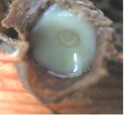 Mladá larva matky plovoucí v mateří kašičce v matečníku