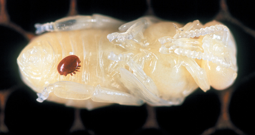 Roztoč kleštík včelí (Varroa destructor) na kukle včely