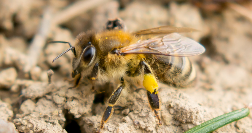 Včela kraňská (Apis mellifera carnica)