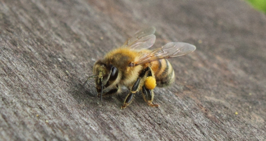 Včela vlašská (Apis mellifera ligustica) s rouskou pylu