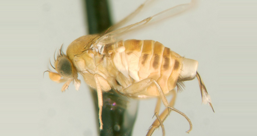 Hrbilka Apocephalus borealis (foto Brian V. Brown, CC BY-SA 3.0) Hrbilka Apocephalus borealis (foto Brian V. Brown, CC BY-SA 3.0)