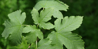 Javor klen (Acer pseudoplatanus)