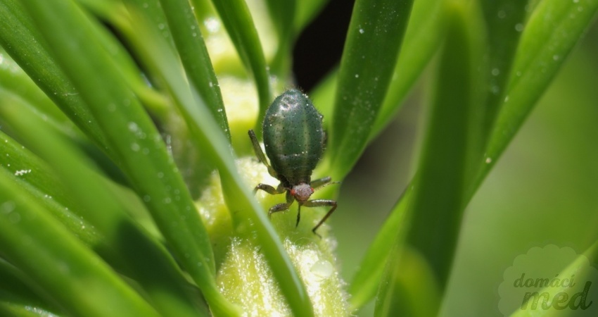 Medovnice jedlová (Cinara pectinatae)