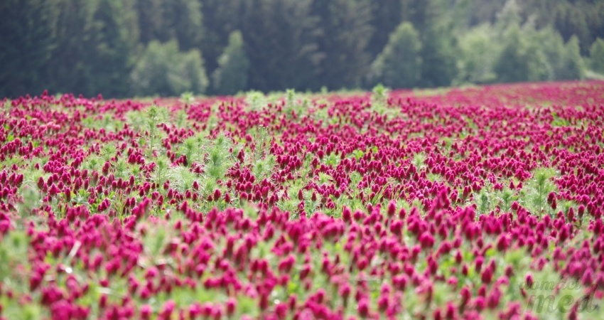 Jetel inkarnát (Trifolium incarnatum)