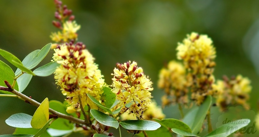 Kampeška, Kreveň obecná (Haematoxylum campechianum)