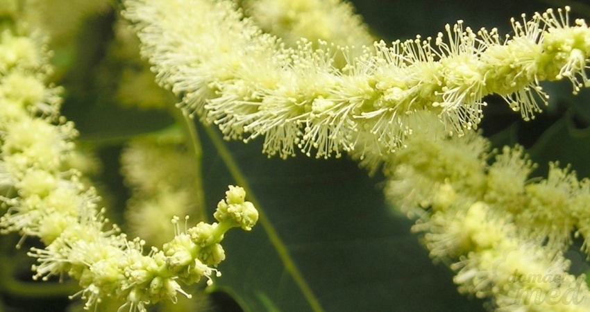 Kaštanovník setý (Castanea sativa Mill.)