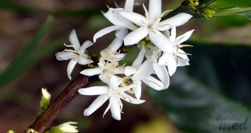 Květ kávovníku (Coffea arabica)