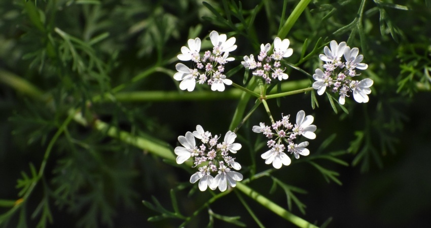 Koriandr setý (Coriandrum sativum)