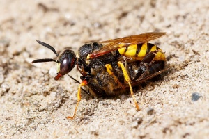 Květolib včelí (Philanthus triangulum)