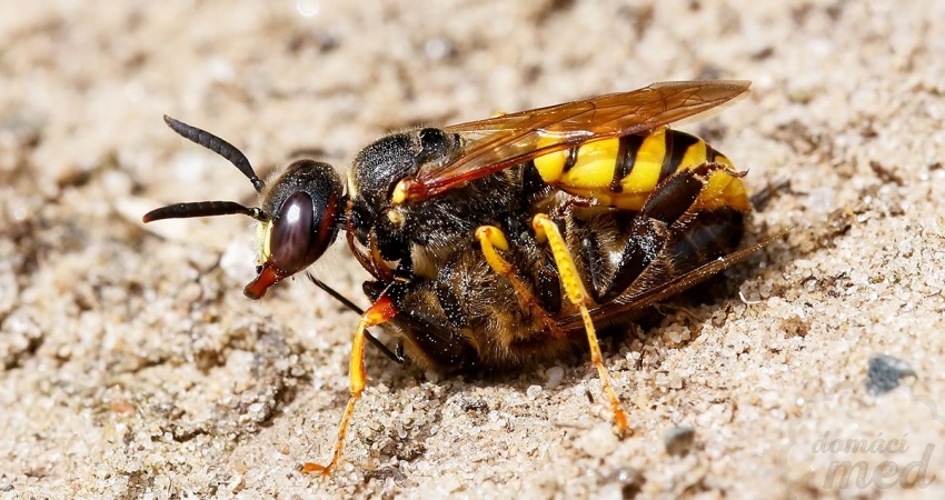 Květolib včelí (Philanthus triangulum)