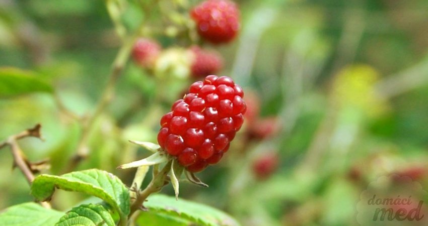 Ostružiník maliník (Rubus idaeus)