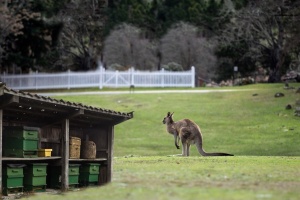 Manuka med z Nového Zélandu nebo z Austrálie?