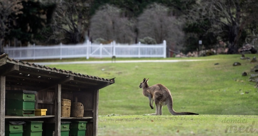 Manuka med, Nový Zéland, Austrálie