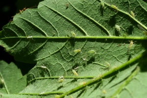 Stromovnice javorová - Drepanosiphum platanoidis