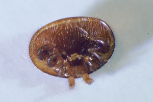 Kleštík včelí (Varroa destructor)