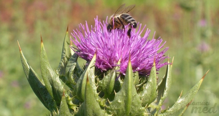 Ostropestřec mariánský (Silybum marianum)